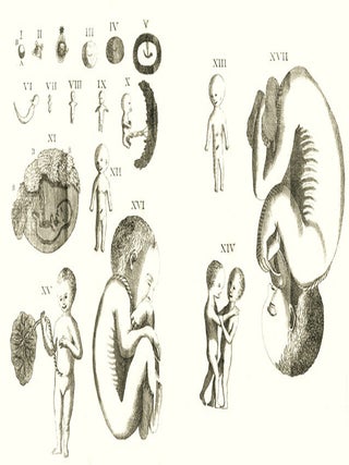 Abrégé de l'embryologie sacrée, ou traité des devoirs des prêtres, des médecins, des chirurgiens et des sages-femmes envers les enfans qui sont dans le sein de leurs mères, par M. l'abbé Dinouart. Nelle édit. consid. augm.