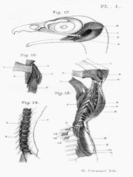 Item #13736 Essai sur l'appareil locomoteur des oiseaux. ALIX, Edmond